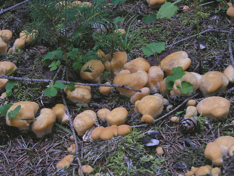 Climacocystis borealis.